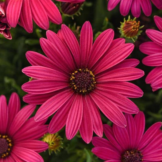 OSTEOSPERMUM SERENITY ELECTRIC ROSE