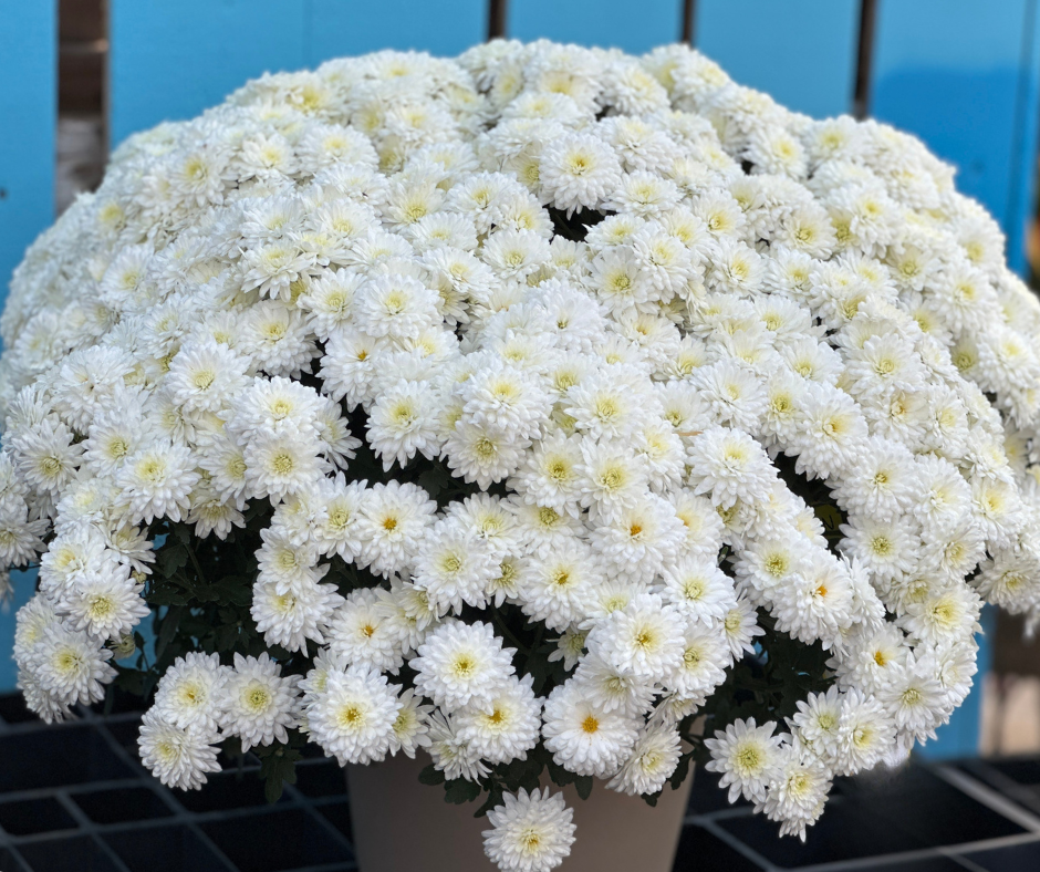 GARDEN MUMS WILMA WHITE - 10" POT