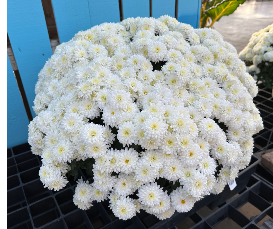 GARDEN MUMS WILMA WHITE - 10" POT