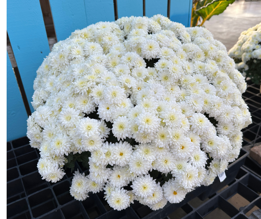 GARDEN MUMS WILMA WHITE - 10" POT