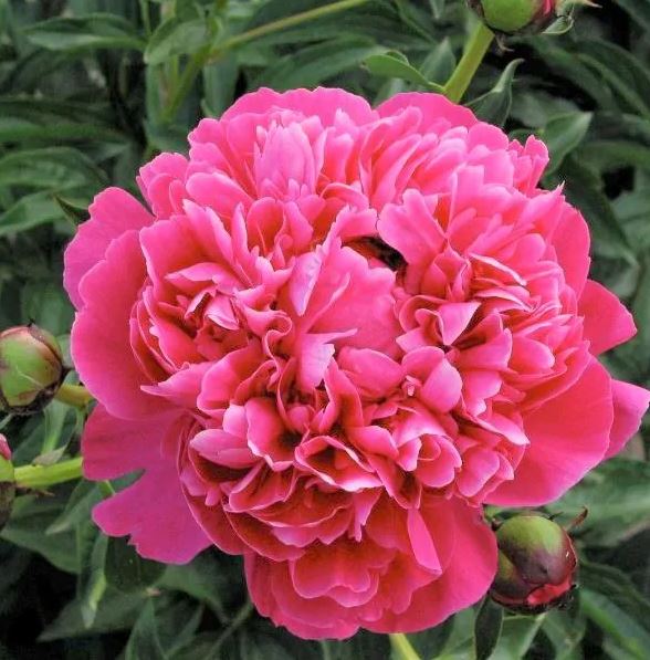 Paeonia  'Kansas'