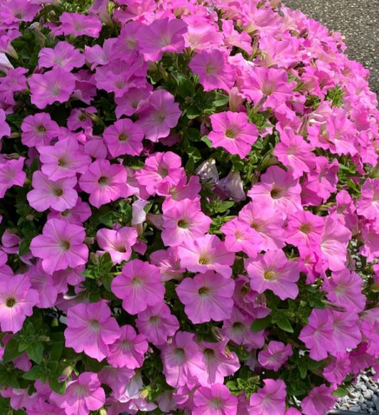 PETUNIA SURFINIAS BRILLIANT PINK