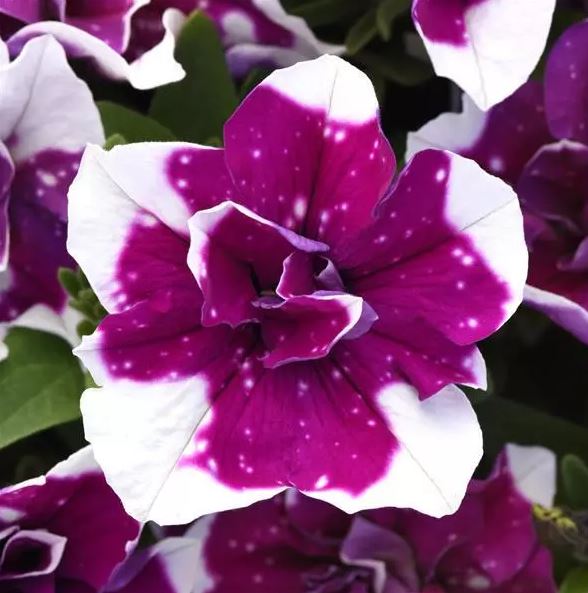 PETUNIA SWEET SUNSHINE MAGENTA SKY