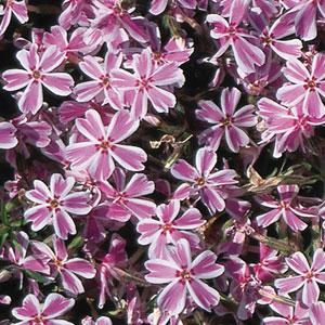 PHLOX CREEPING CANDY STRIPE