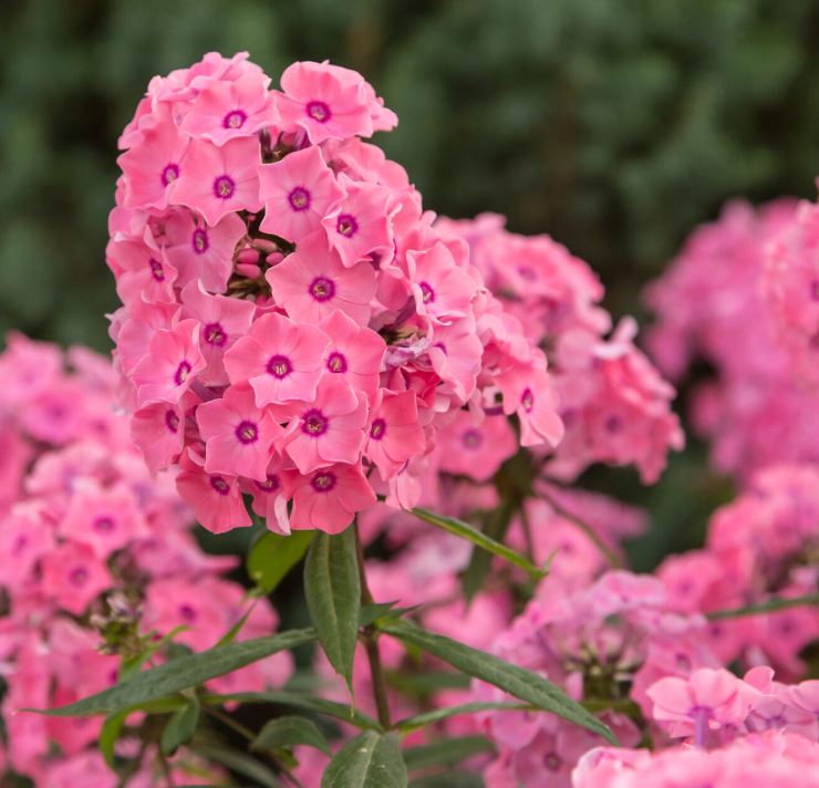 Phlox pan. 'Coral Creme Drop'