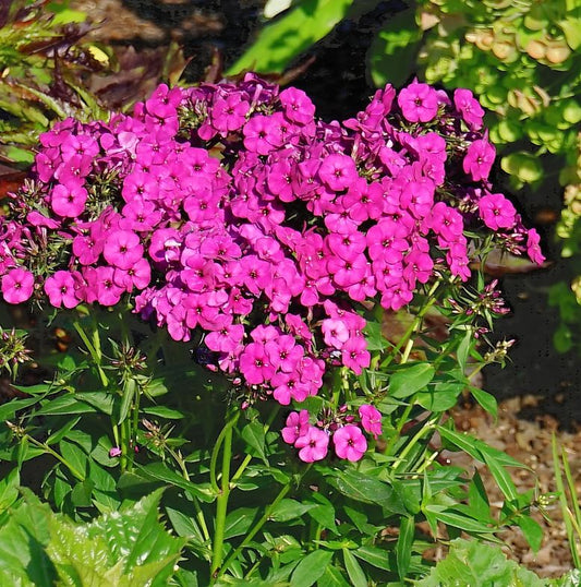 Phlox paniculata Early Start® 'Magenta'