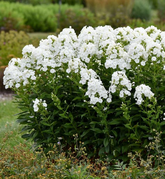 Phlox p. 'Luminary Backlight'