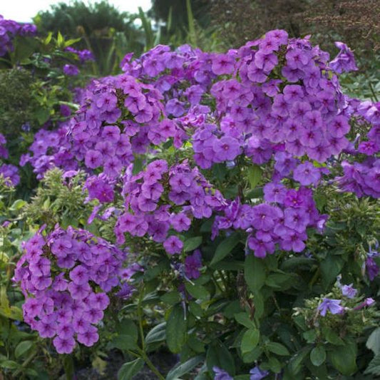 Phlox pan. 'Flame Pro Purple'