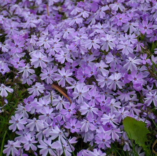 Phlox sub. 'Emerald Blue'