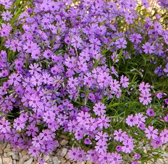 Phlox sub. 'Purple Beauty'