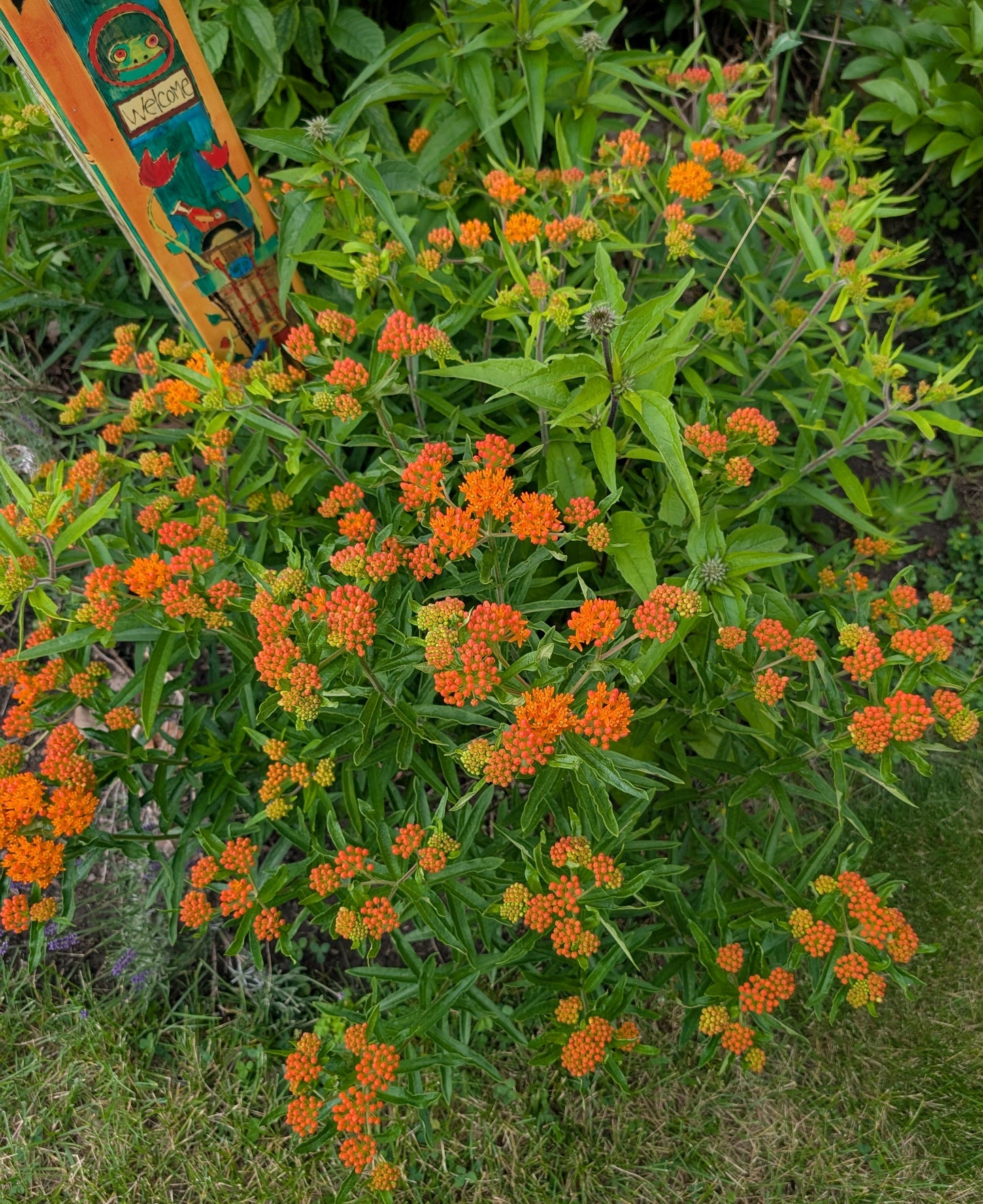 ASCLEPIAS BUTTERFLY FLOWER - QUART POT