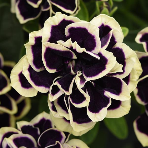 PETUNIA MIDNIGHT GOLD