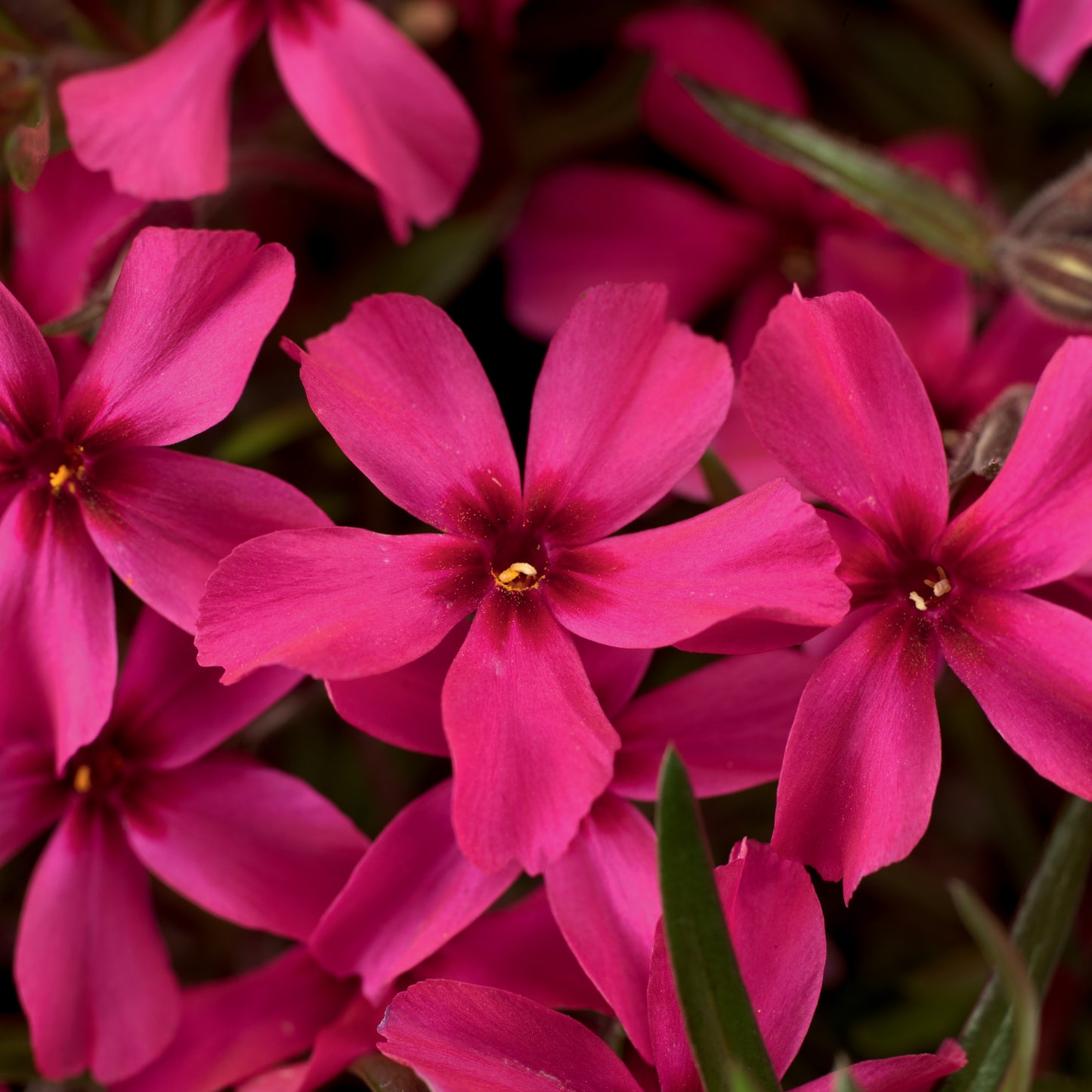 Phlox sub. 'Scarlet Flame'