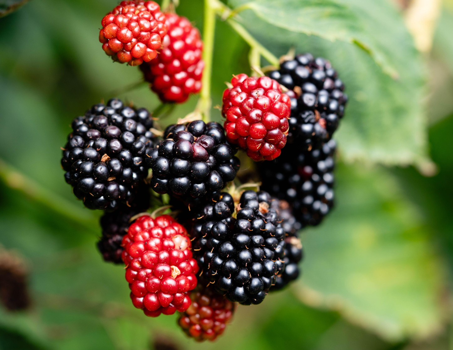RUBUS 'JEWEL'
