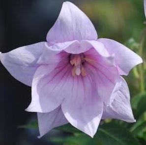 Platycodon grandiflorus 'Astra Pink'