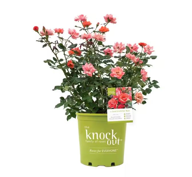 Rose 'Radral' Coral Knock Out™