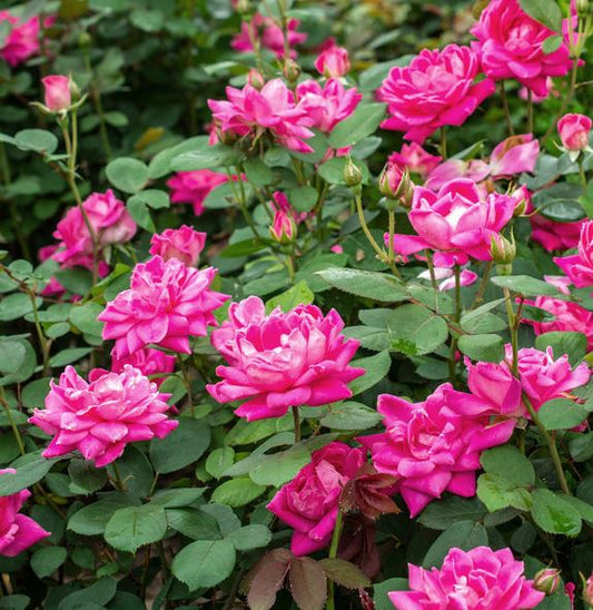 Rosa 'Radtkopink' Pink Double Knock Out®