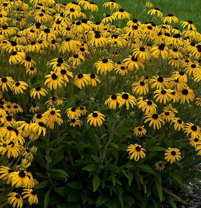 Rudbeckia  'American Gold Rush'