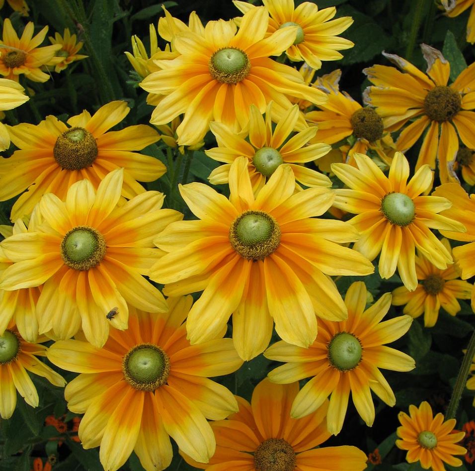 Rudbeckia 'Prairie Sun'