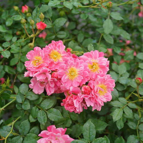 ROSE Oso Easy Double Pink