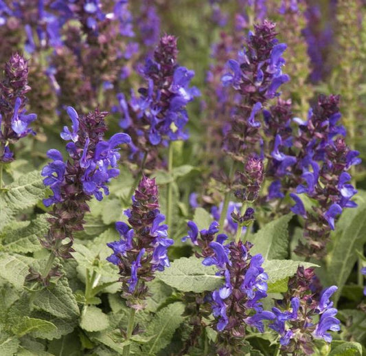 SALVIA BLUE MARVEL