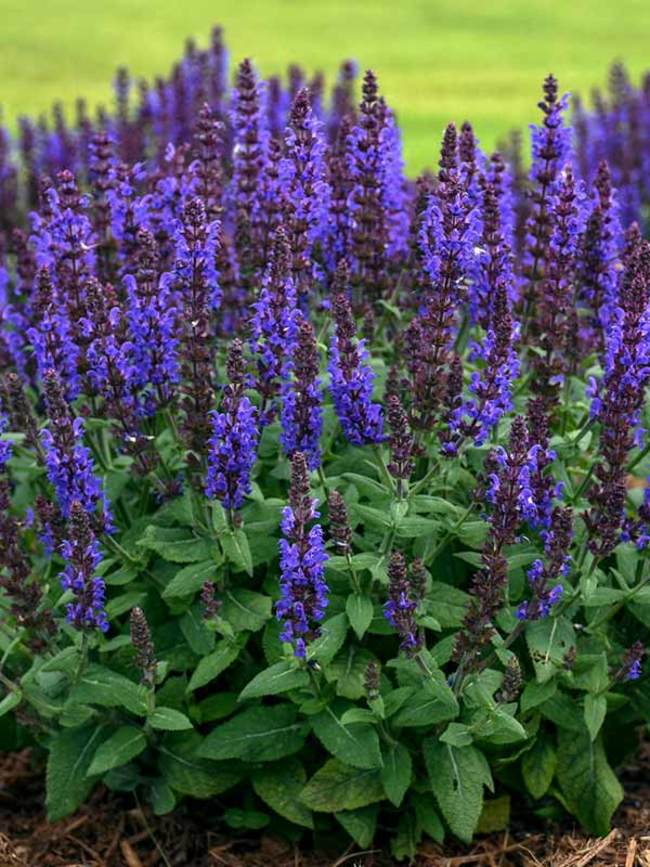 Salvia 'Bumbleblue'