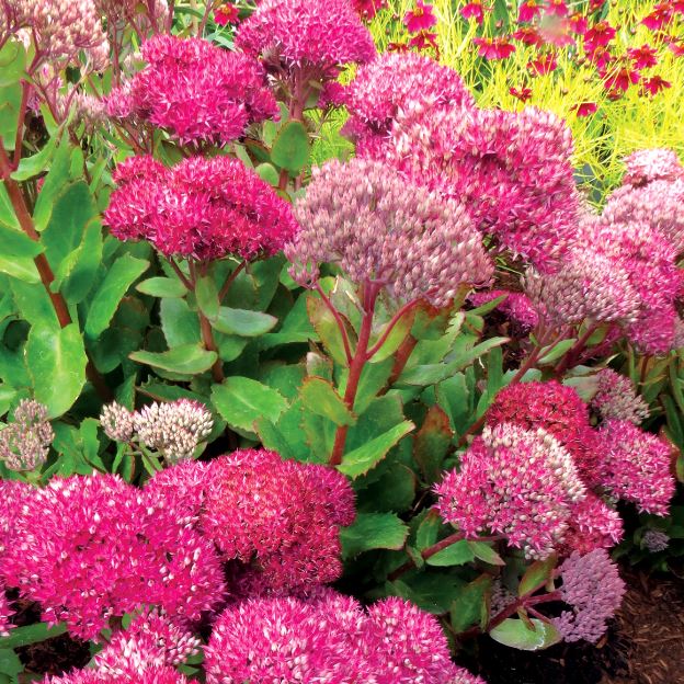 Sedum 'Birthday Party'