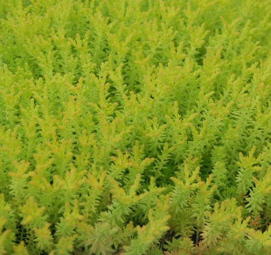 Sedum 'Yellowstone'