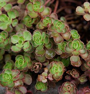 Sedum spurium 'Elizabeth' ('Red Carpet')