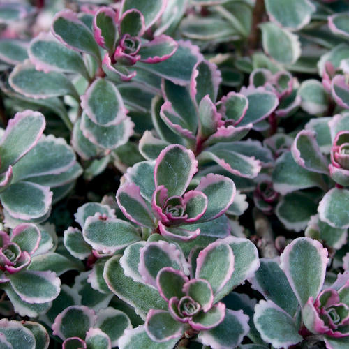 Sedum 'Tricolor'