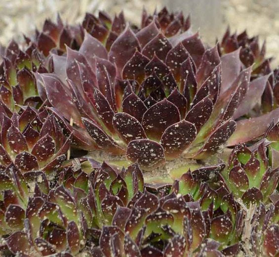 Sempervivum Black