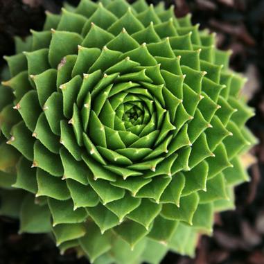 Sempervivum Green Wheel