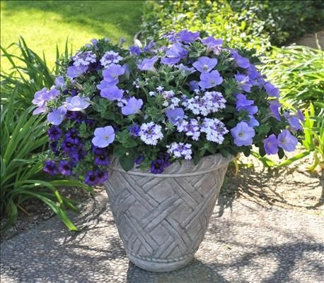 COMBO SHOCKING BLUE - 10'' HANGING BASKET