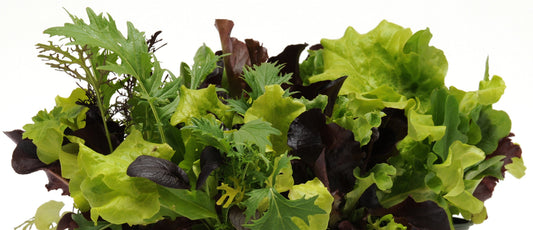 LETTUCE CITI GARDEN - BOWL