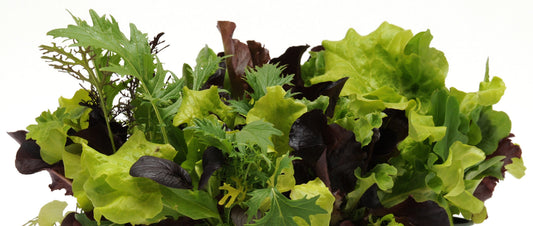 LETTUCE CITI GARDEN - JUMBO 6 PACK