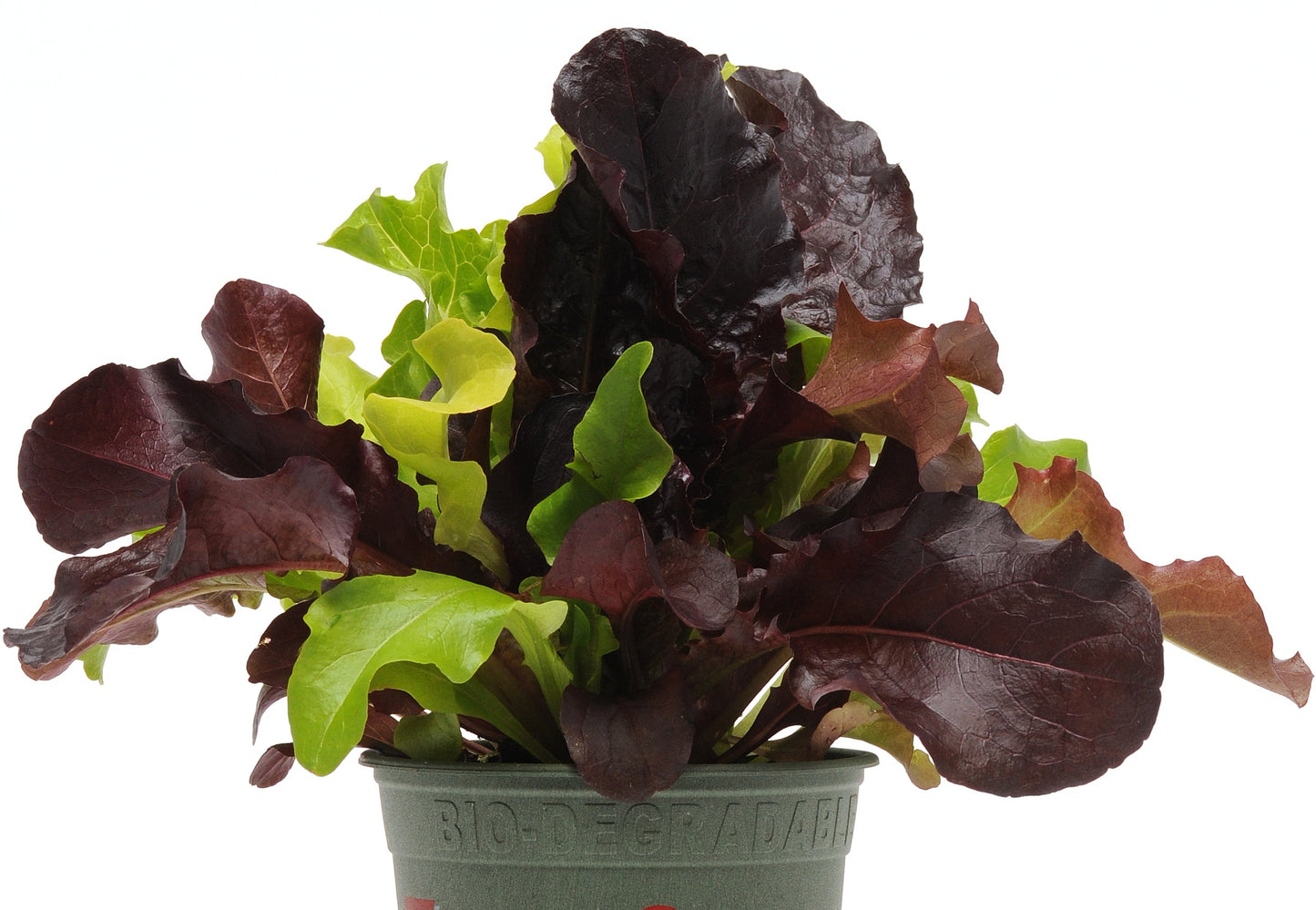 LETTUCE CITI GARDEN - JUMBO 6 PACK