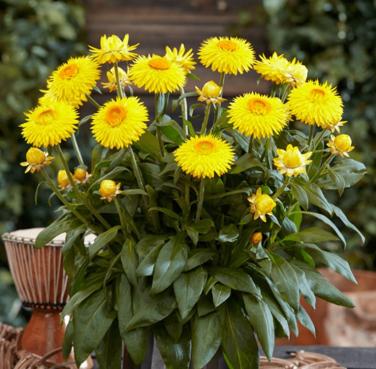 STRAWFLOWER GRANVIA GOLD