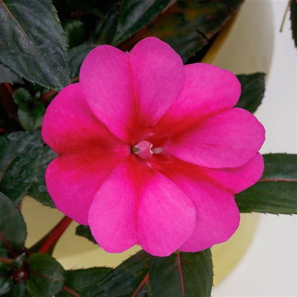 SUNPATIENS COMPACT PURPLE CANDY