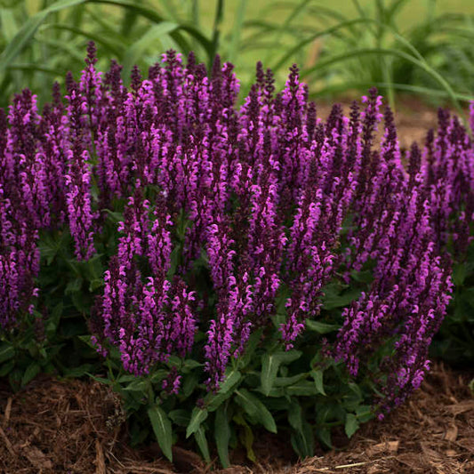 Salvia 'Bumbleberry'