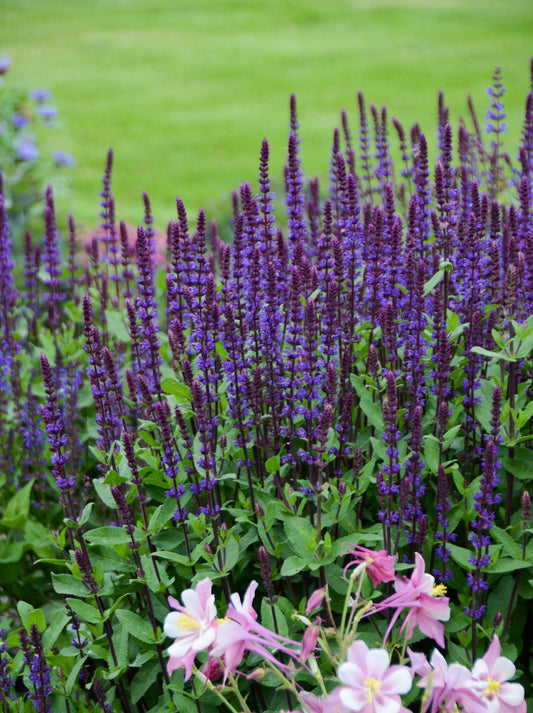 Salvia 'Caradonna'