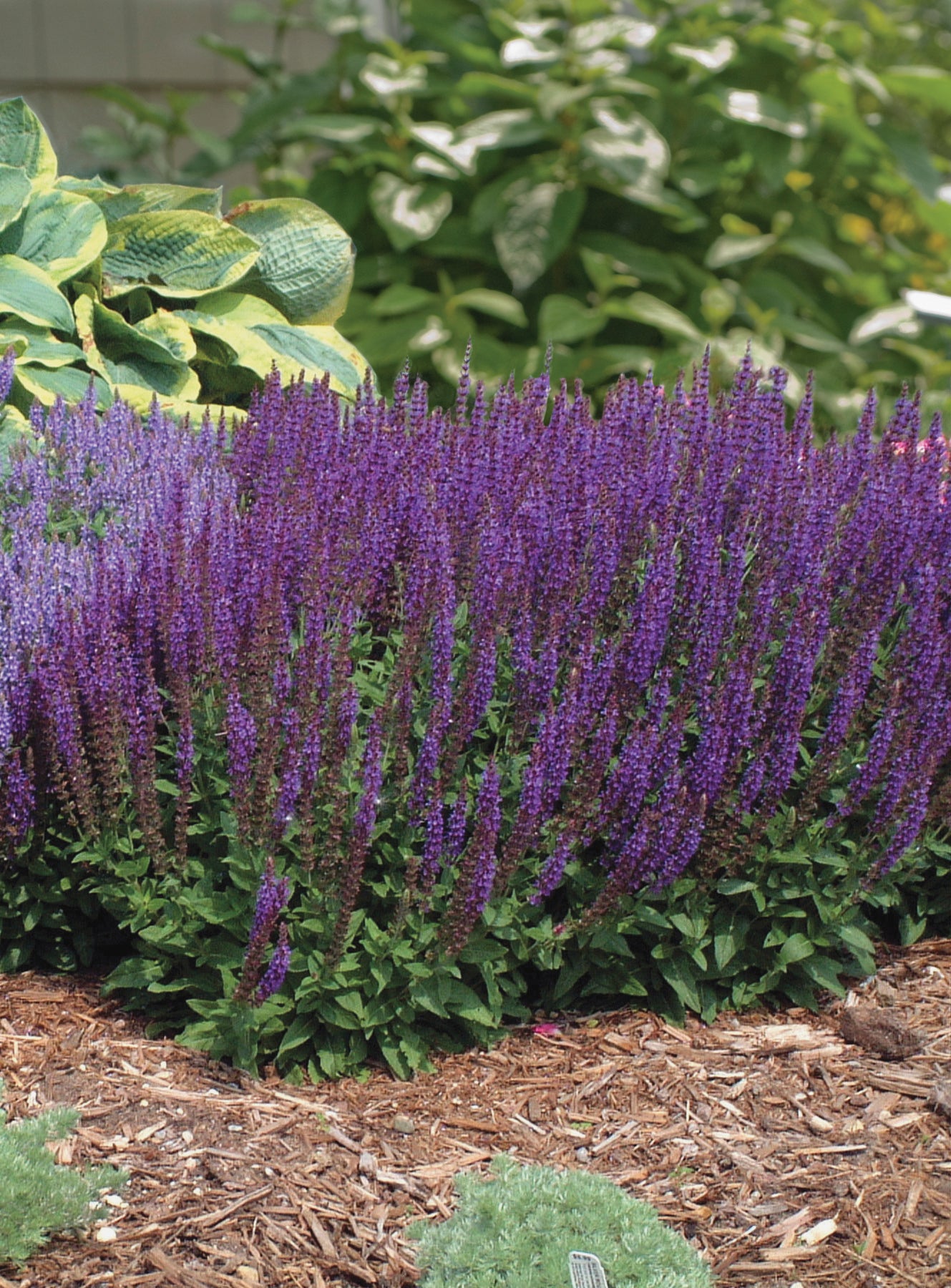 Salvia x s.h. 'East Friesland'