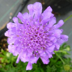 SCABIOSA FLUTTER DEEP BLUE