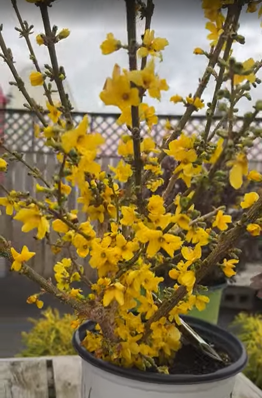Forsythia Show Off® Starlet PW