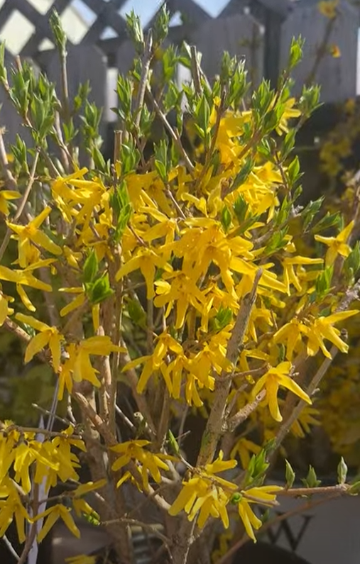 Forsythia ovata 'Northern Gold'
