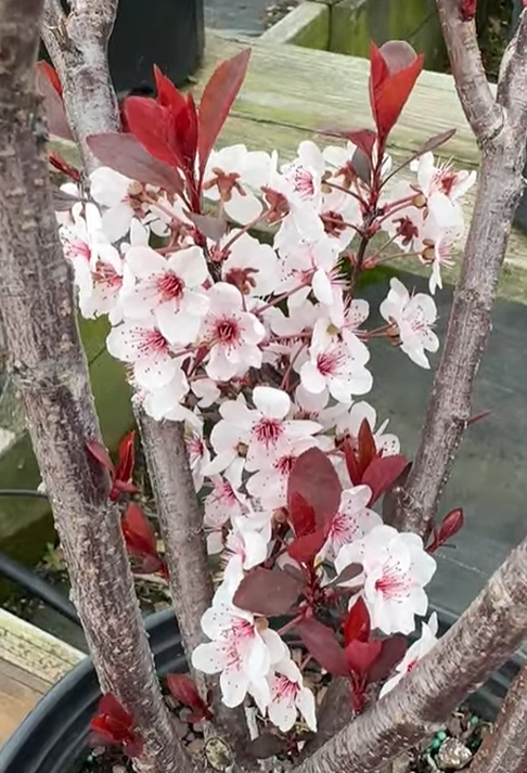 PRUNUS CISTENA