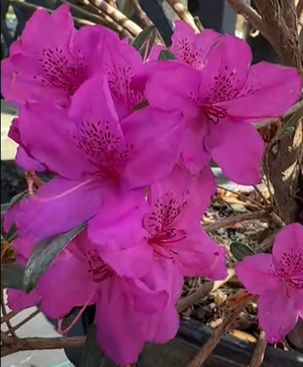 AZALEA KAREN