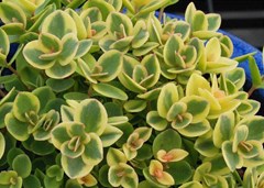 Sedum Sunsparkler Lime Twist