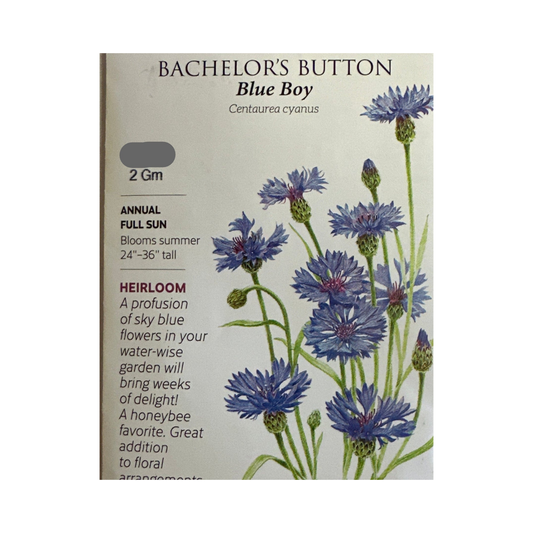 Bachelor Button Blue Boy