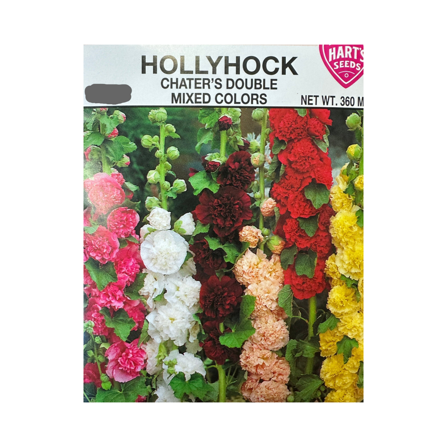 Hollyhock Chater's Double Mixed Colors