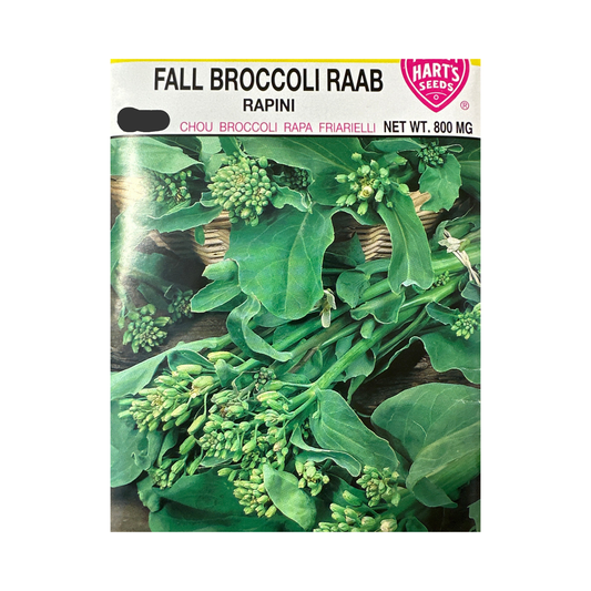 Broccoli Fall Raab